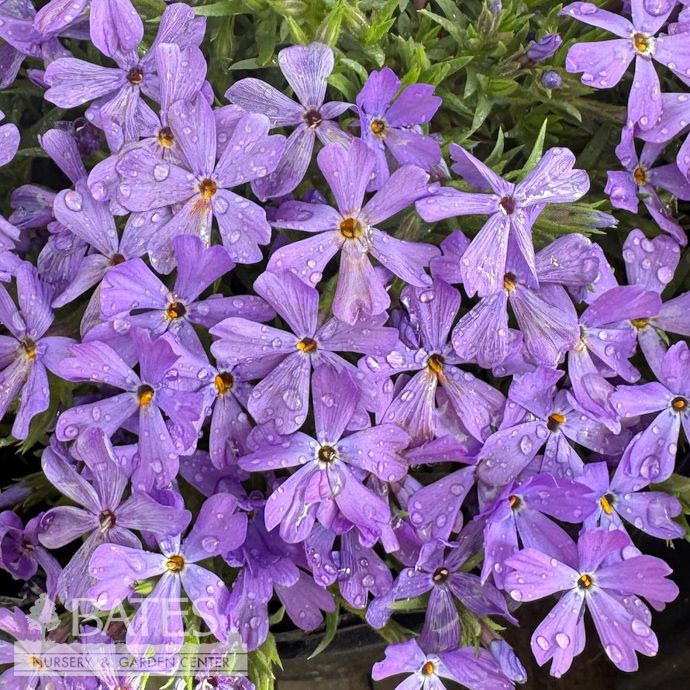 #1 Phlox x Violet Pinwheels/ Purple Creeping