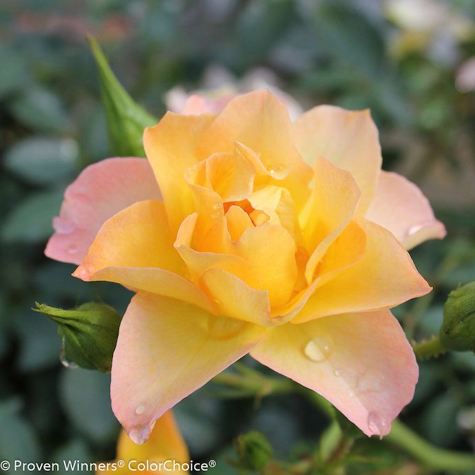 #3 Rosa PW Oso Easy &#39;Italian Ice&#39;/ Shrub Rose - No Warranty