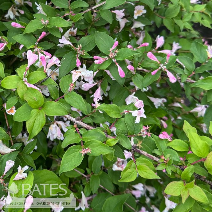 #3 Kolkwitzia PW Jolene Jolene/ Beauty Bush