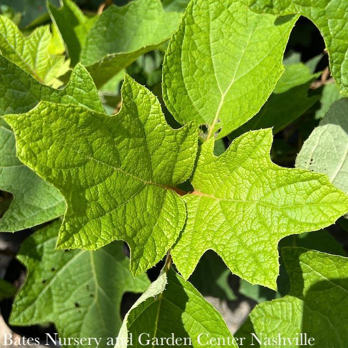 #7 Hydrangea quer Ellen Huff/ Oakleaf Native (TN)