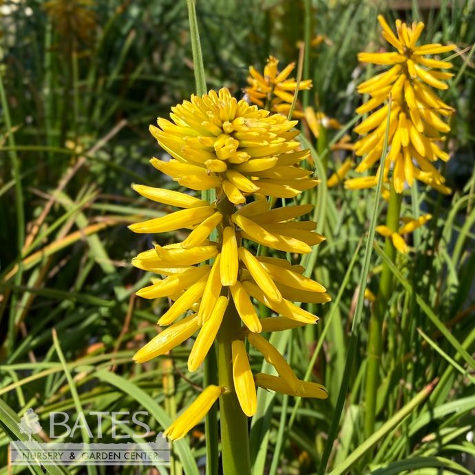 #1 Kniphofia x PW Pyromania 'Solar Flare'/ Red Hot Poker