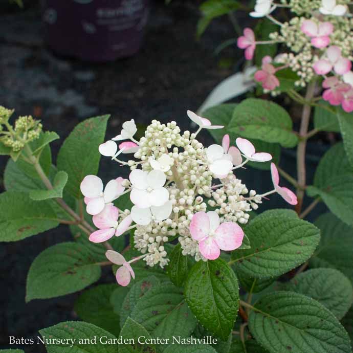 #3 Hydrangea pan PW LITTLE Quick Fire/ Dwarf panicle white to pink