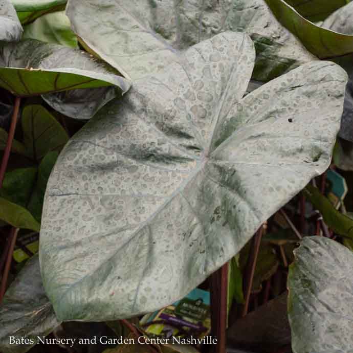 Tropical #2 Colocasia Royal Hawaiian &#39;Black Coral&#39;/ Elephant Ear