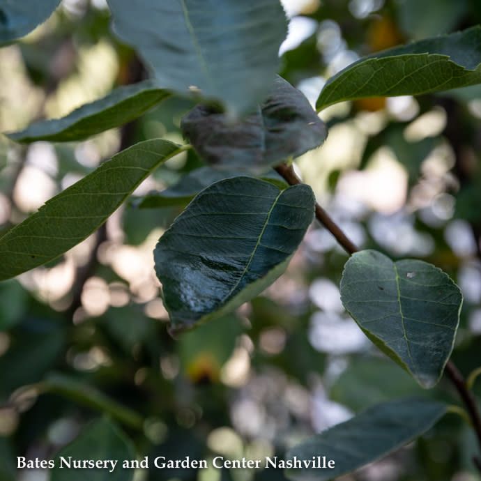 #15 CLUMP Amelanchier x grand Autumn Brilliance/ Apple Serviceberry Native (TN)