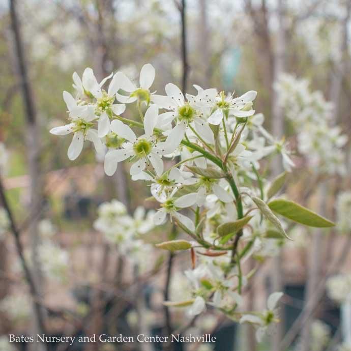 #15 CLUMP Amelanchier x grand Autumn Brilliance/ Apple Serviceberry Native (TN)