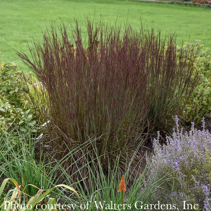 #1 Grass Schizachyrium scop Smoke Signal/ Little Bluestem Native (TN)