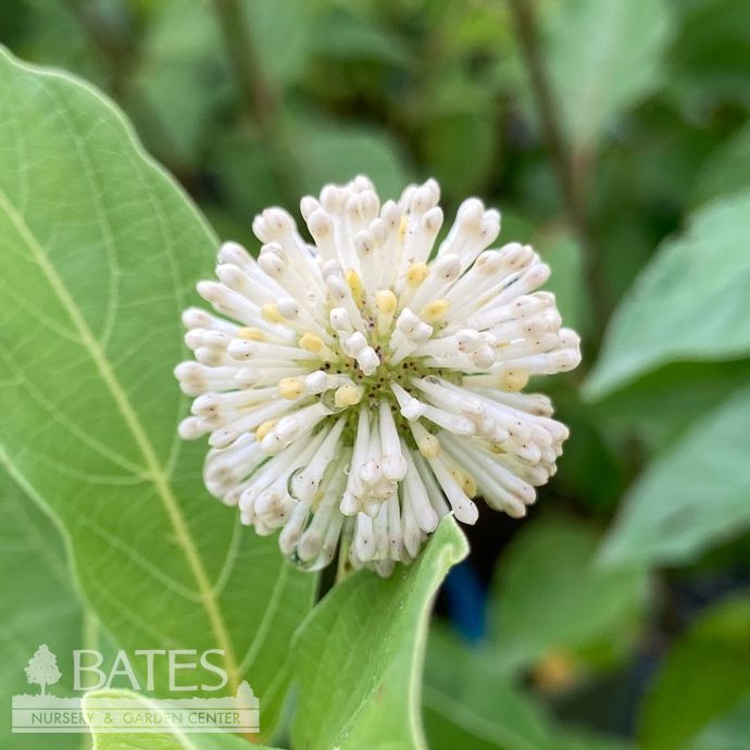 #3 Cephalanthus occ Magical Moonlight/ Buttonbush Native (TN)