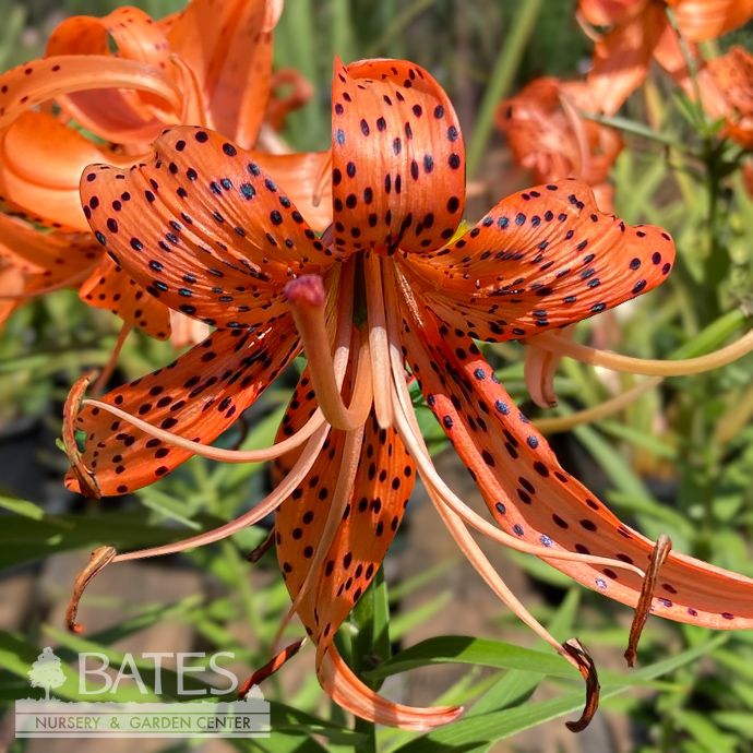 #1 Lilium Flore Pleno/ Double Orange Tiger Lily