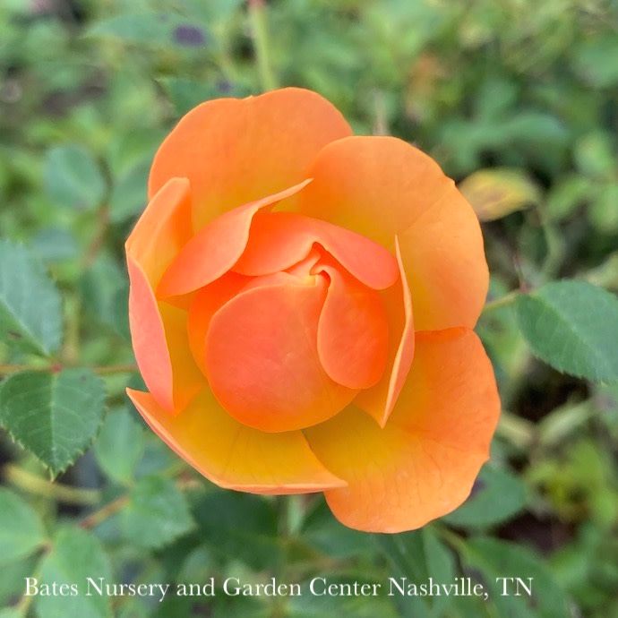 #2 Rosa Itsy Bitsy Peach/ Miniature Rose - No Warranty