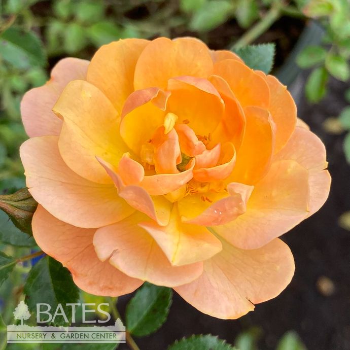 #2 Rosa Itsy Bitsy Peach/ Miniature Rose - No Warranty