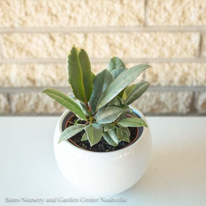 4p! Ficus e Tineke Bush /Variegated RubberTree /Tropical