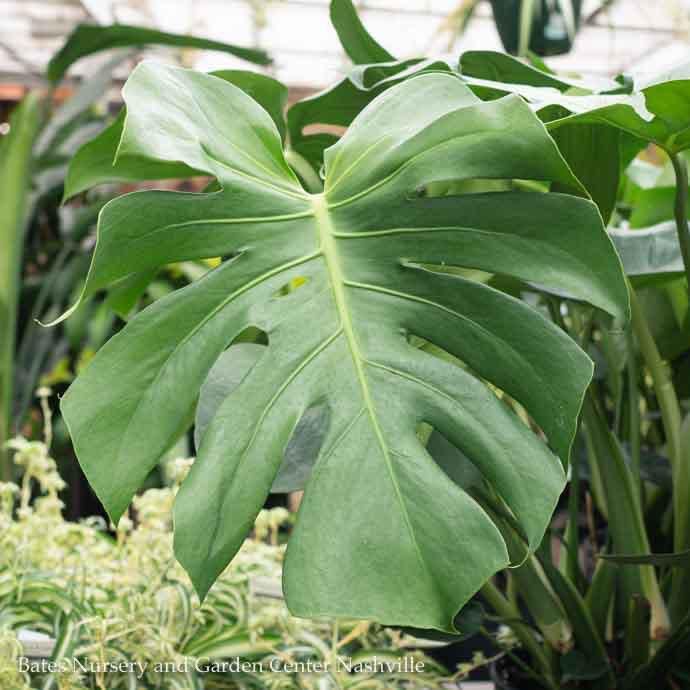 10p! Philodendron Split Leaf / Monstera deliciosa TOTEM /Tropical