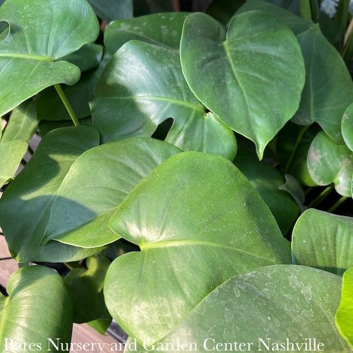 10p! Philodendron Split Leaf / Monstera deliciosa TOTEM /Tropical