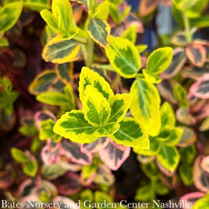 #2 Euonymus fort Emerald &#39;n Gold/ Variegated Wintercreeper