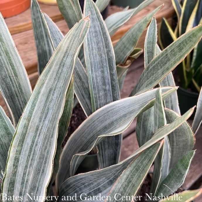 6p! Sansevieria Sayuri /Snake Plant /Mother-in-Law Tongue /Tropical