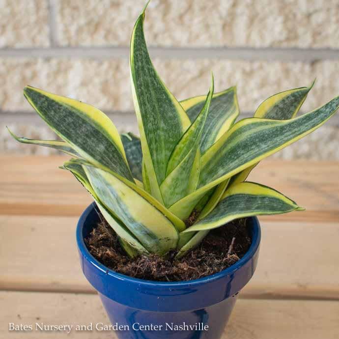 5p!6p! Sansevieria Hahnii Gold /Mother-in-Law Tongue /Snake Plant /Tropical