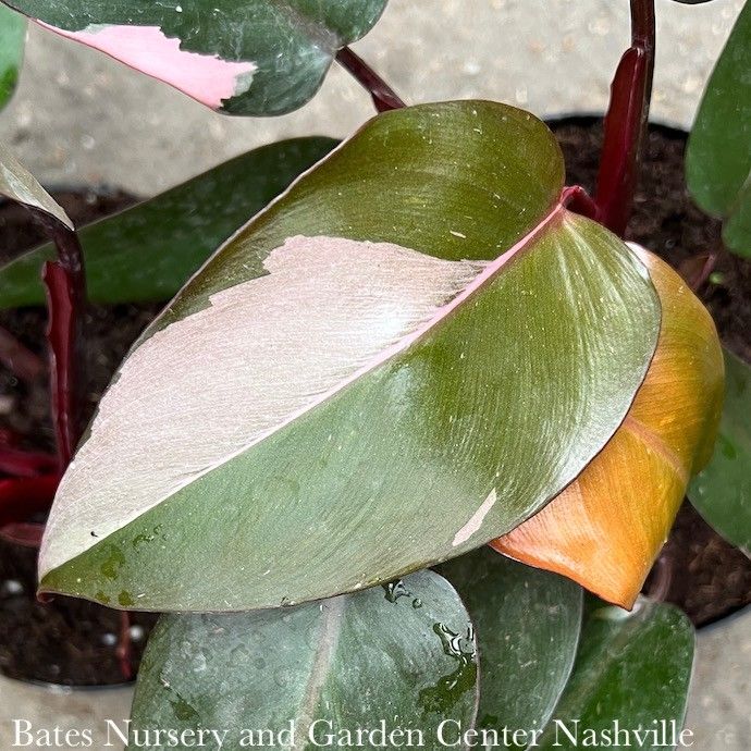 4p! Philodendron Pink Princess /Tropical
