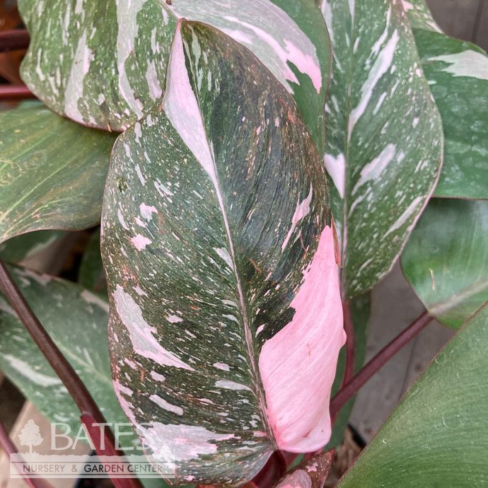4p! Philodendron Pink Princess /Tropical