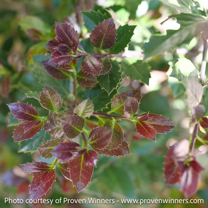 #2 Ilex x meserveae Castle Rouge/ Blue Holly