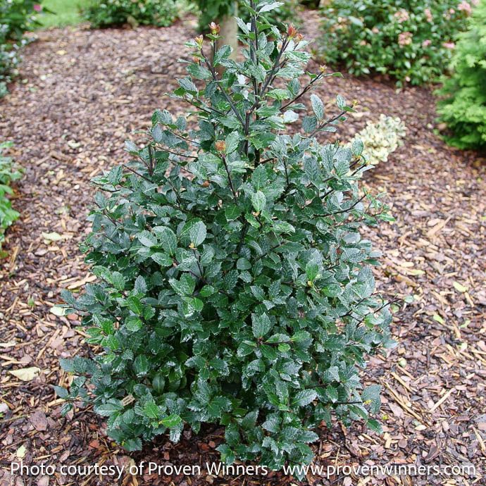 #2 Ilex x meserveae Castle Rouge/ Blue Holly
