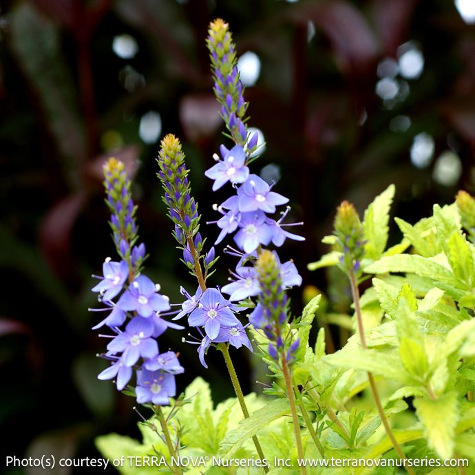 #1 Veronica Aztec Gold/ Purple Flowers, Gold Foliage Speedwell