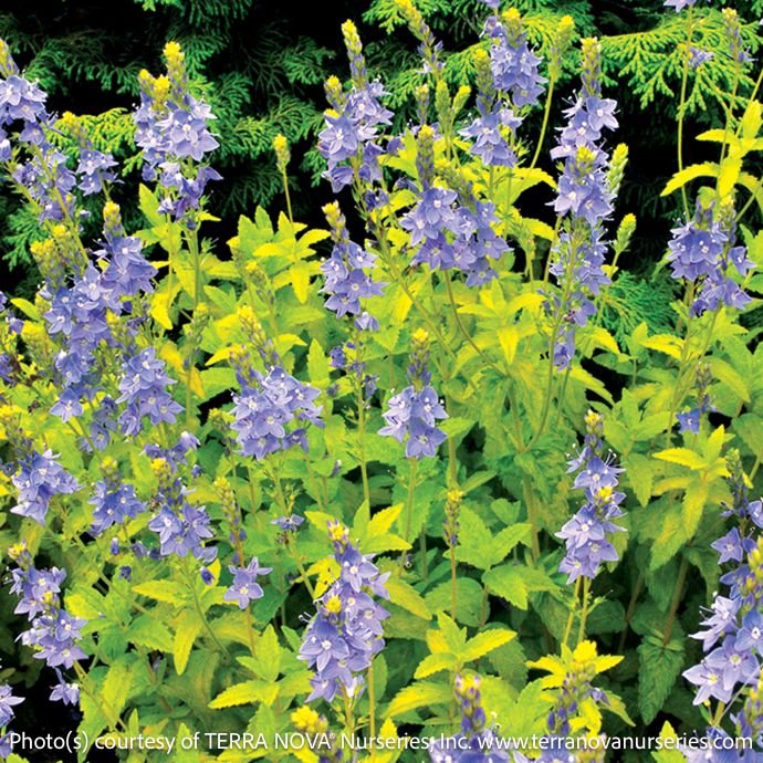 #1 Veronica Aztec Gold/ Purple Flowers, Gold Foliage Speedwell