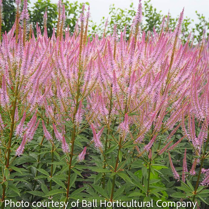 #1 Veronicastrum virg Adoration/ Pink Culver&#39;s Root Native (TN)