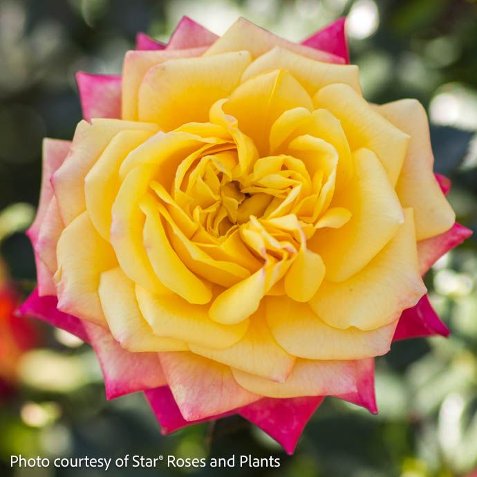 #1 Rosa Sunblaze &#39;Rainbow&#39;/ Orange, Red, Yellow Miniature Rose - No Warranty
