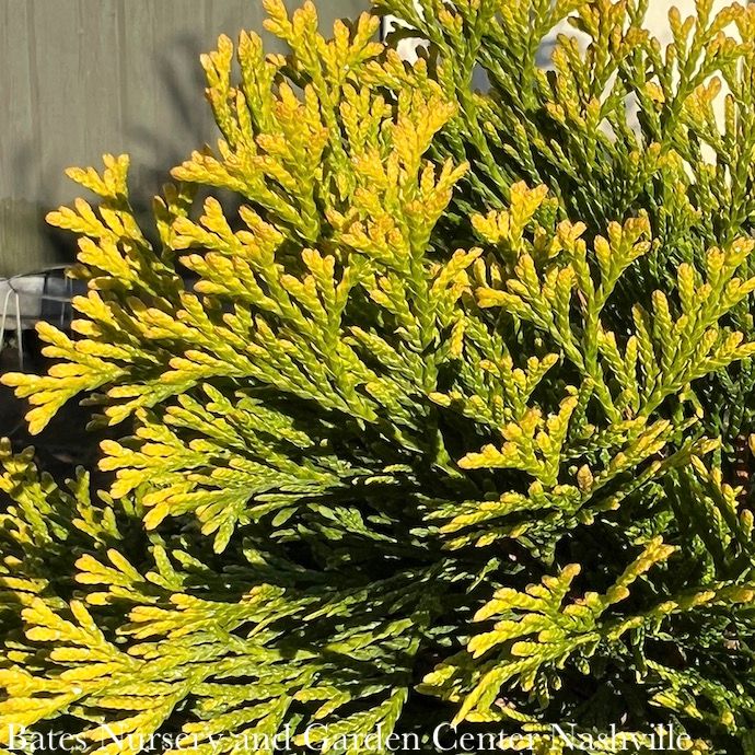 #1 Thuja occ Highlights &#39;Janed Gold&#39;/ Pyramidal Arborvitae