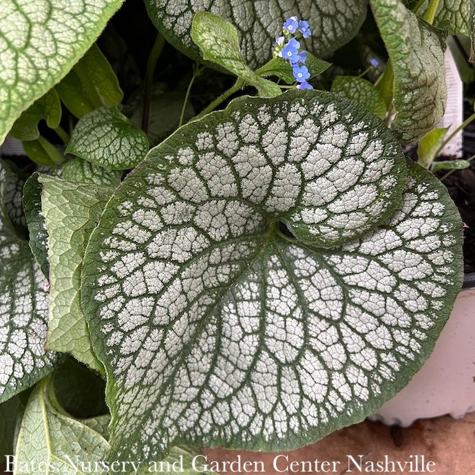 #1 Brunnera mac Jack of Diamonds/ Siberian Bugloss