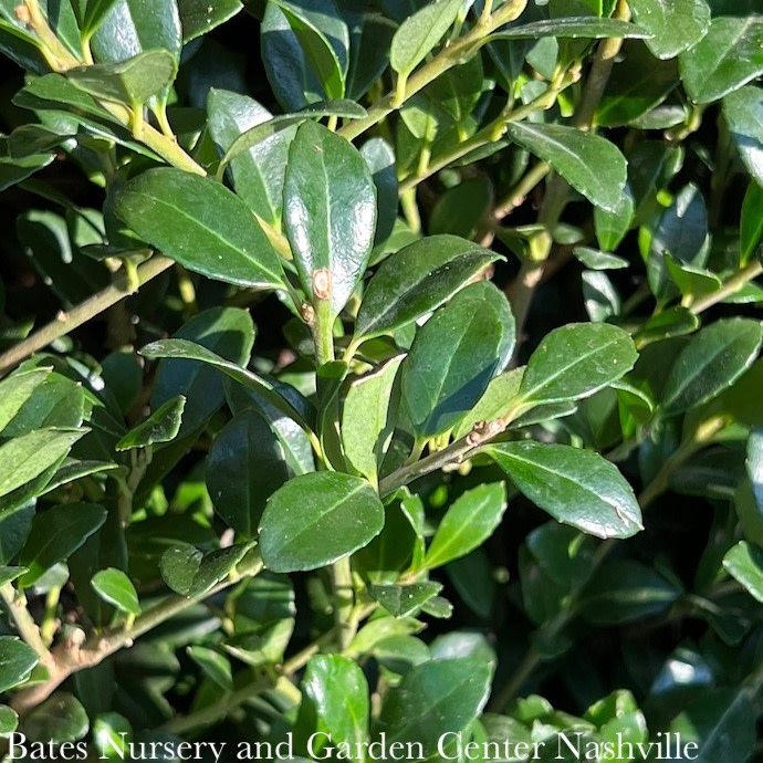 #1 Ilex cren Luxus / Compact Japanese Holly (male)