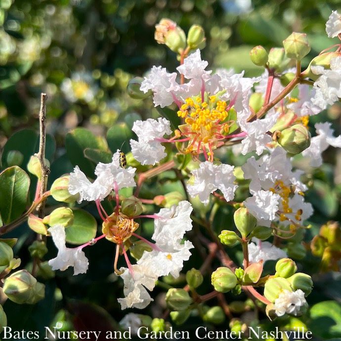 #5 Lagerstroemia PETITE Snow/ White Dwarf Crape Myrtle