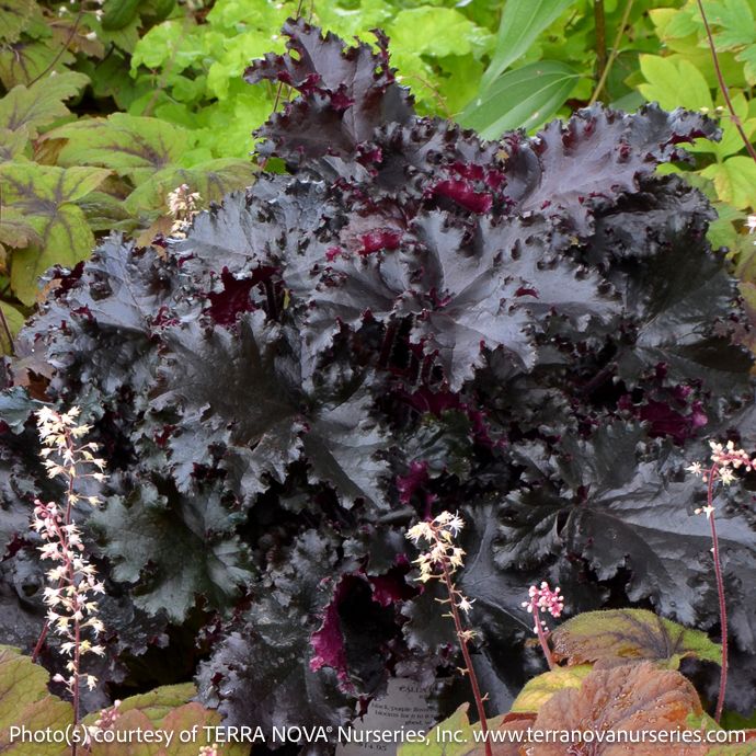 #1 Heuchera Black Taffeta/ Coral Bells
