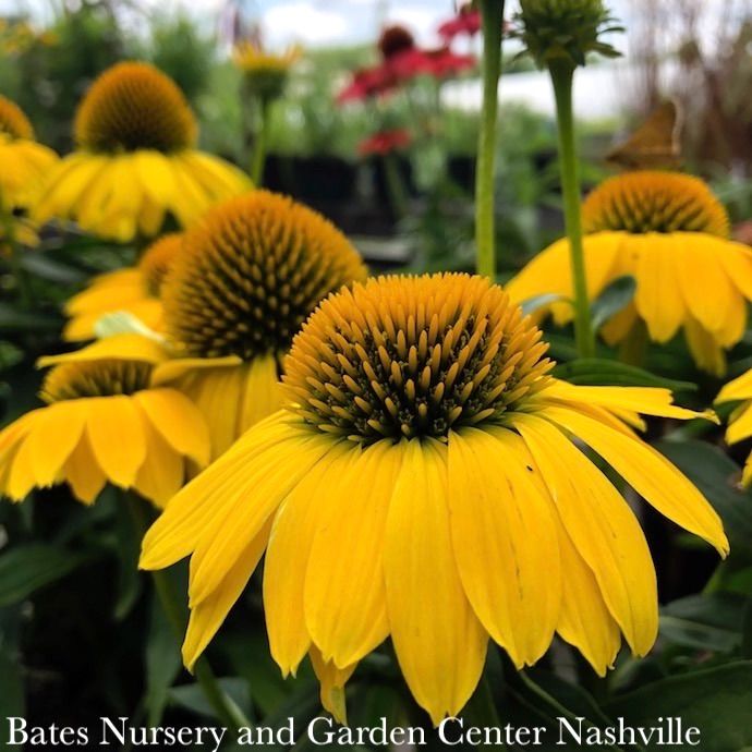 #1 Echinacea x Sombrero 'Lemon Yellow'/ Coneflower