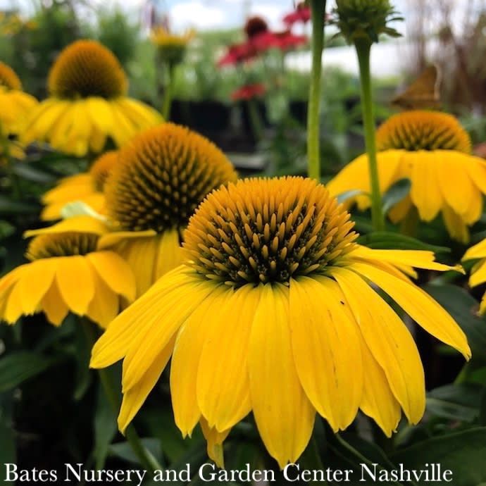 #1 Echinacea x Sombrero &#39;Lemon Yellow&#39;/ Coneflower