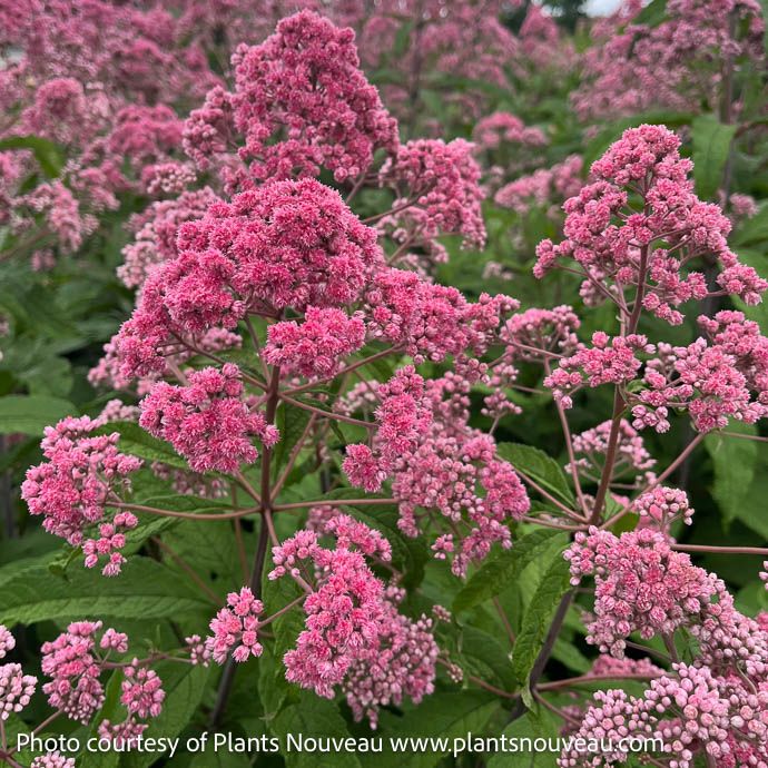 #1 Eutrochium (Eupatorium) fist Jojo/ Upright Compact Joe Pye Weed Native (TN)