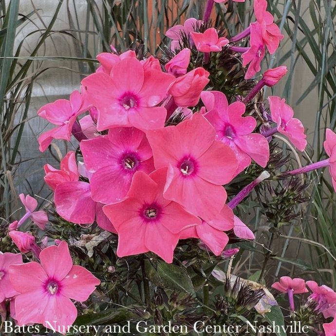 #1 Phlox pan FE Coral Creme Drop/ Upright Garden Native (TN)