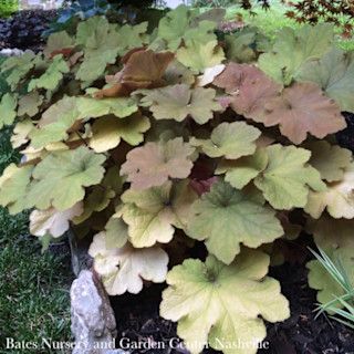 QP Heuchera vill Caramel/ Coral Bells Native (TN)