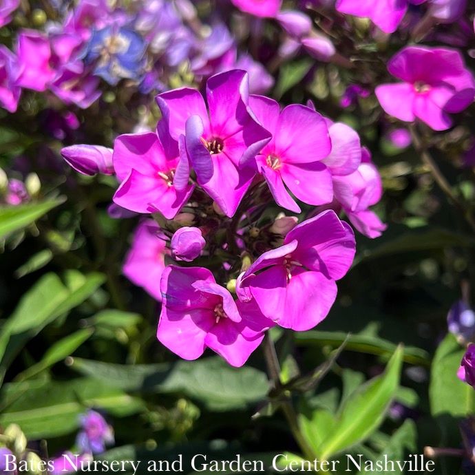 #1 Phlox pan Candy Store &#39;Grape Lollipop&#39;/ Upright Garden Native (TN)