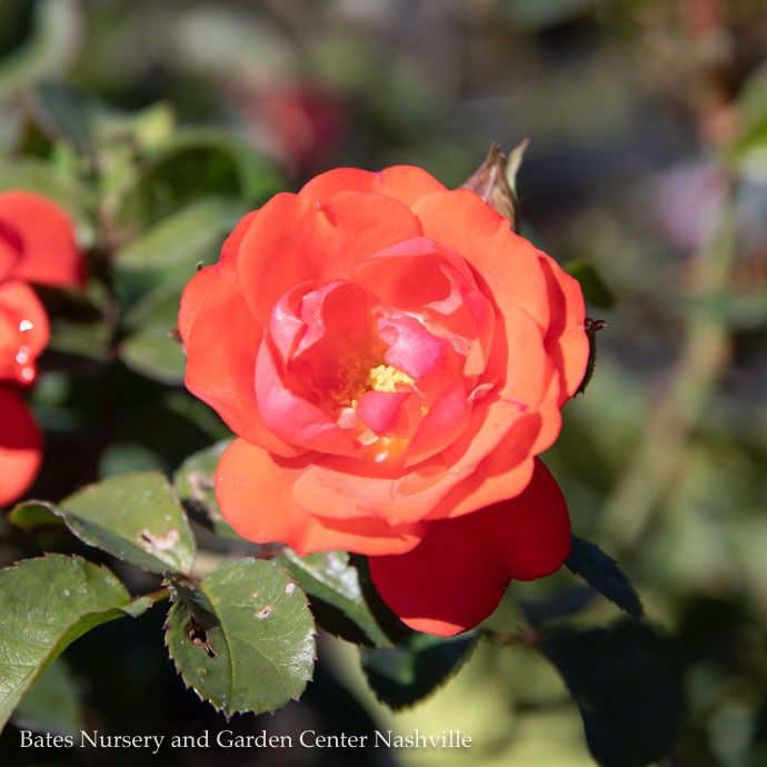 #3 Rosa Coral Drift/ Groundcover Rose - No Warranty