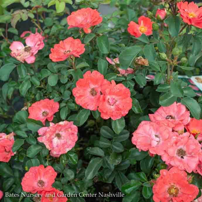 #3 Rosa Coral Drift/ Groundcover Rose - No Warranty