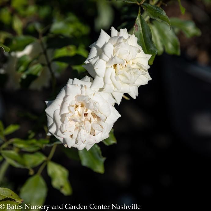 #3 Rosa White Drift/ Groundcover Rose - No Warranty