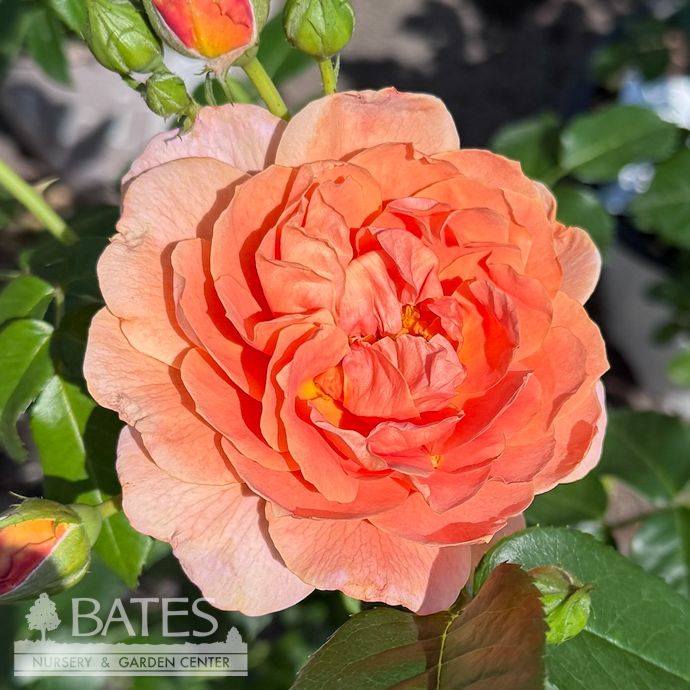 #3 Rosa x PW At Last/ Orange Shrub Rose - No Warranty