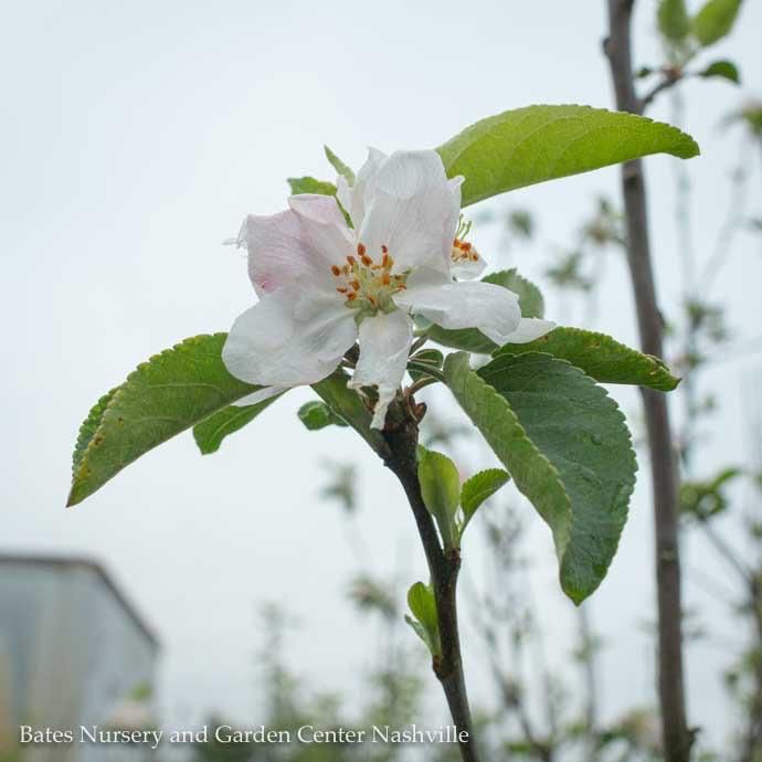 Edible #5 Malus Wolf River/ Semi-dwarf MidSeason Apple