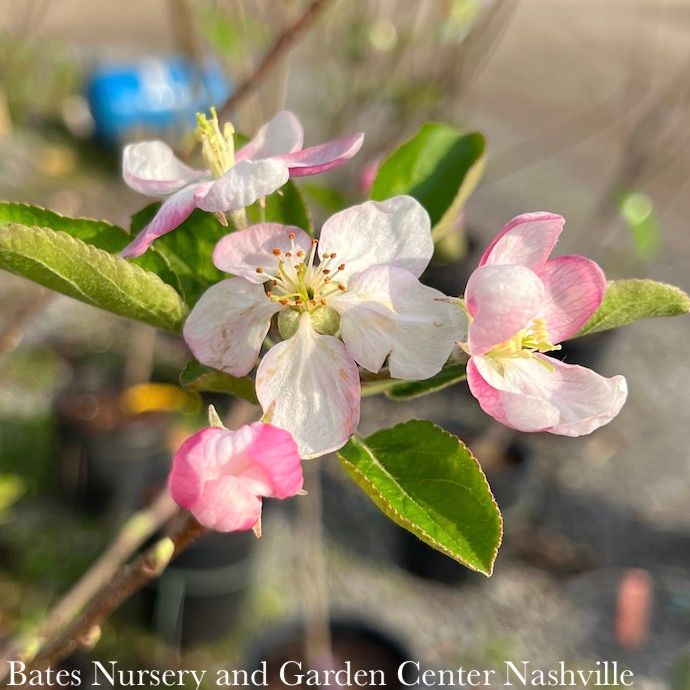 Edible #7 Malus Golden/ Yellow Delicious/ Semi-dwarf MidSeason Apple