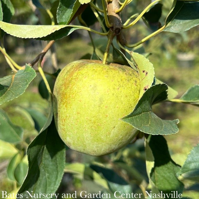 Edible #7 Malus Golden/ Yellow Delicious/ Semi-dwarf MidSeason Apple