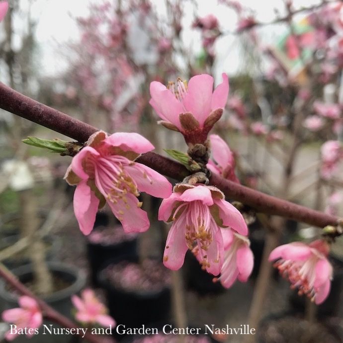 Edible #7 Prunus Belle Of Georgia/ Semi-dwarf Self-fertile Peach