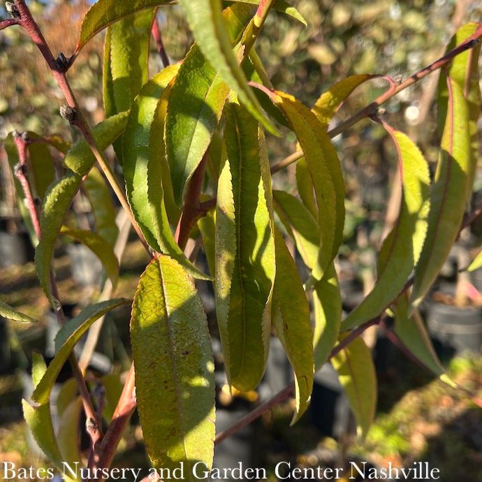 Edible #7 Prunus Belle Of Georgia/ Semi-dwarf Self-fertile Peach