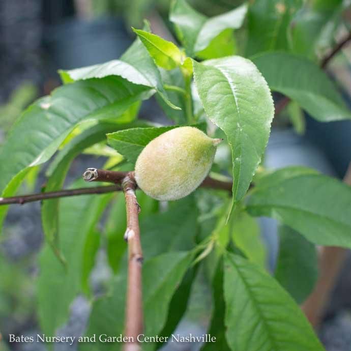 Edible #7 Prunus persica Redhaven/ Semi-dwarf Self-fertile Peach EARLY