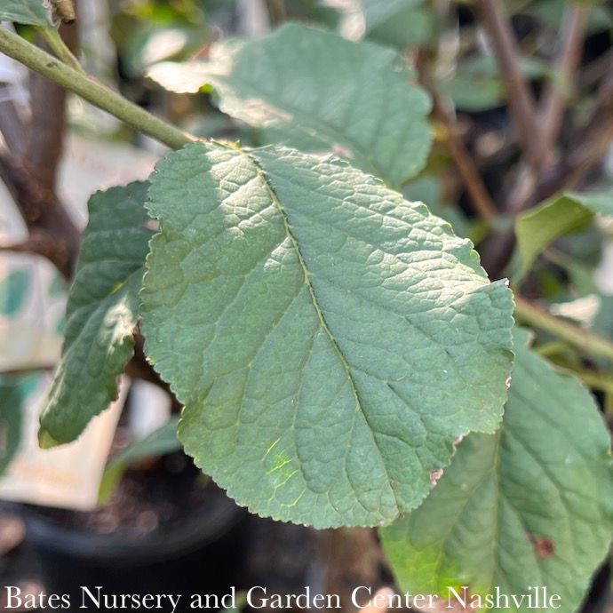Edible #5 Prunus Green Gage/ European Plum